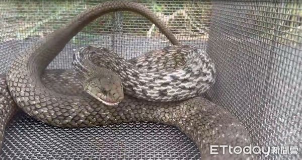 ▲台南安南「蛇窟」雞舍陷阱捕獲臭青母，長達1.6公尺，蛇還張口攻擊，場面驚險。（記者林東良翻攝，下同）