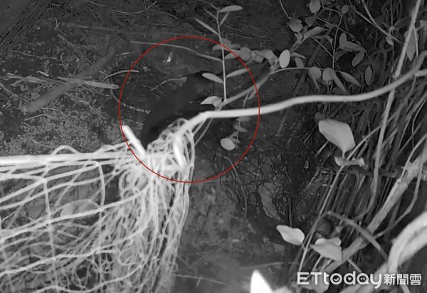 ▲台南安南「蛇窟」雞舍陷阱捕獲臭青母，長達1.6公尺，蛇還張口攻擊，場面驚險。（記者林東良翻攝，下同）