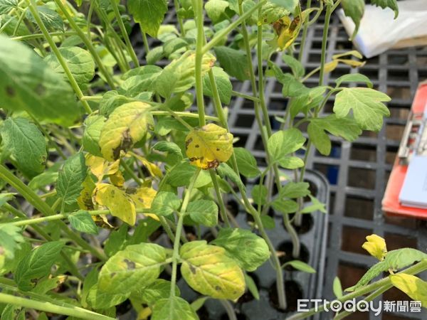 ▲小果番茄陸續定植，農友多留意病蟲害防治。（圖／高雄區農改場提供）