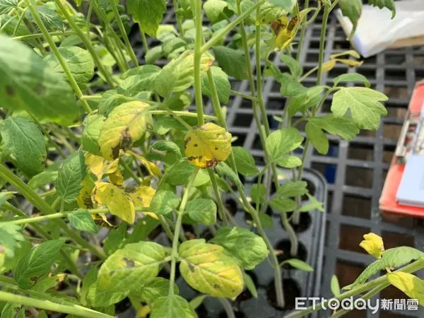 ▲小果番茄陸續定植，農友多留意病蟲害防治。（圖／高雄區農改場提供）