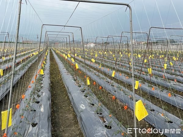 ▲小果番茄陸續定植，農友多留意病蟲害防治。（圖／高雄區農改場提供）