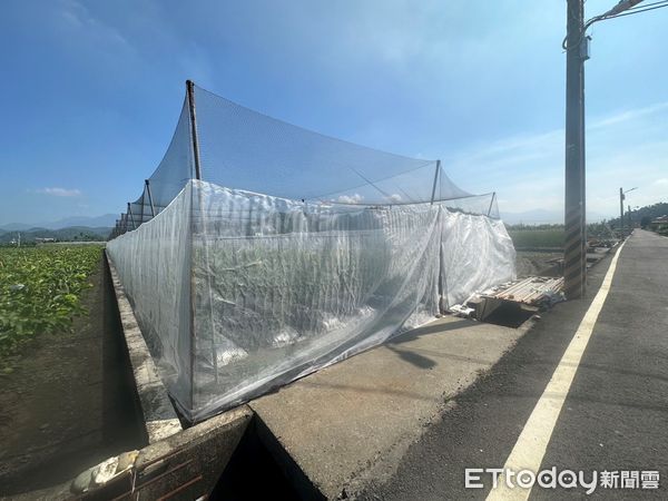 ▲小果番茄陸續定植，農友多留意病蟲害防治。（圖／高雄區農改場提供）