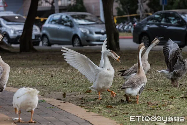 ▲▼             。（圖／興大提供）