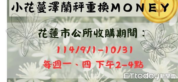 ▲▼小花蔓澤蘭收購時間、價錢、地點與相關注意事項。（圖／花蓮市公所提供，下同）