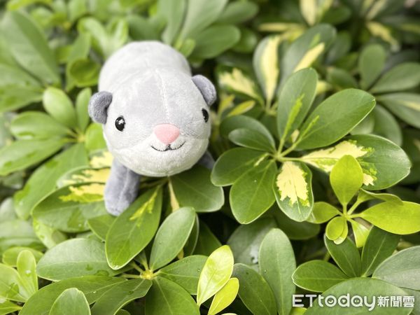 ▲蘋果臉草鴞。（圖／農業部林業及自然保育署屏東分署提供）