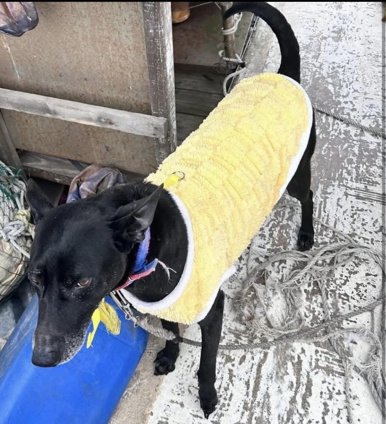 ▲▼黑狗Michael遭拐走虐死！米可白心碎籲修法：飼主難辭其咎。（圖／翻攝自Facebook／米可白）