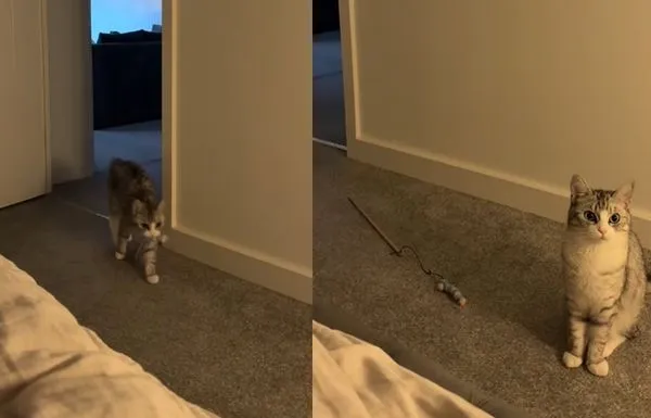 聽到主人哭聲　英國短毛貓特別叼「最愛玩具」打氣：馬麻別難過。（圖／翻攝自TikTok／bubbamoomoo）