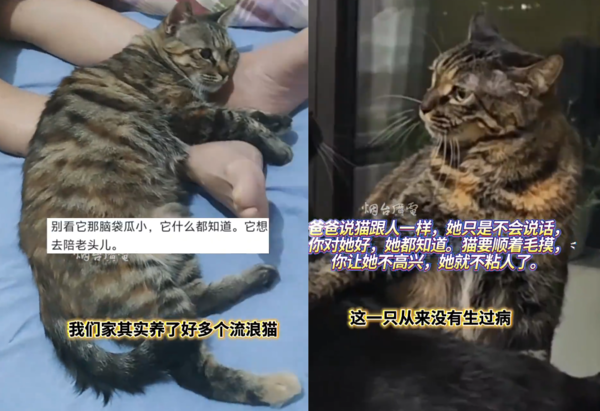 貓咪跟主人前後離世。（圖／翻攝自微博）