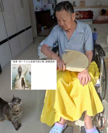貓咪跟主人前後離世。（圖／翻攝自微博）