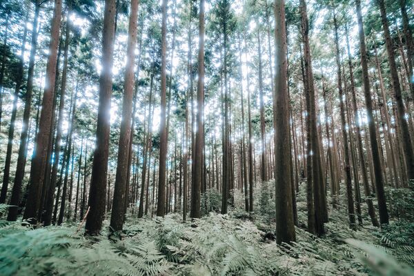 ▲新竹縣尖石、五峰四條步道。（圖／新竹縣政府提供）
