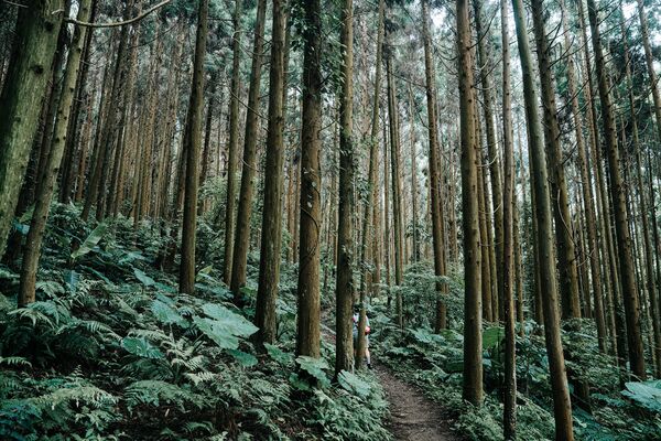 ▲新竹縣尖石、五峰四條步道。（圖／新竹縣政府提供）