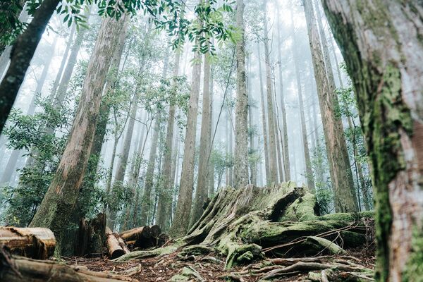 ▲新竹縣尖石、五峰四條步道。（圖／新竹縣政府提供）