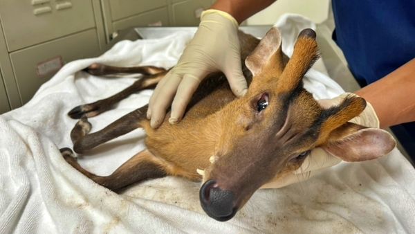 ▲新北球場驚見「羌王」落難！5公分獠牙全露。（圖／新北市動保處提供）