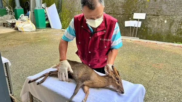 ▲新北球場驚見「羌王」落難！5公分獠牙全露。（圖／新北市動保處提供）