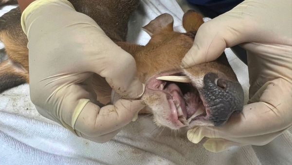 ▲新北球場驚見「羌王」落難！5公分獠牙全露。（圖／新北市動保處提供）