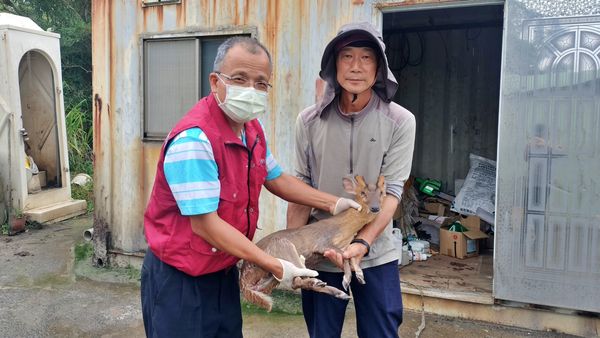 ▲新北球場驚見「羌王」落難！5公分獠牙全露。（圖／新北市動保處提供）