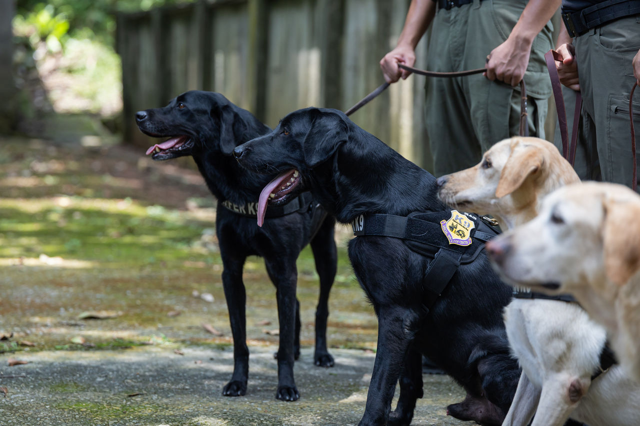 ▲示意圖為國軍版《匠人魂》「犬力出擊」的主角「K9」。（圖／文化總會提供）