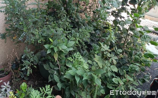 ▲里長李麗真說明。（圖／記者唐詠絮攝）