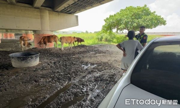 ▲潮州警方找到牛隻。（圖／記者陳崑福翻攝）