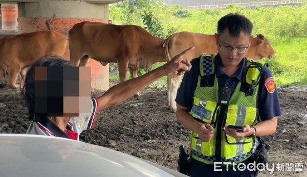 ▲潮州警方找到牛隻。（圖／記者陳崑福翻攝）