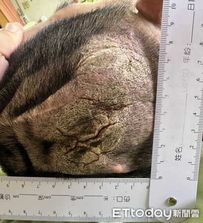 ▲新營醫院首例「在宅急症照護」成功案例，由跨科別醫療團隊提供居家急症醫療服務。（記者林東良翻攝，下同）