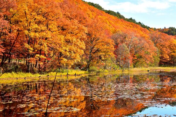 ▲▼福島矢之原濕原。（圖／photo AC）