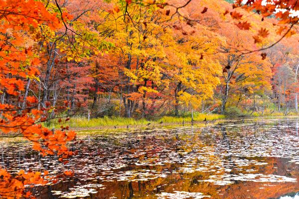 ▲▼矢之原濕原。（圖／photo AC）