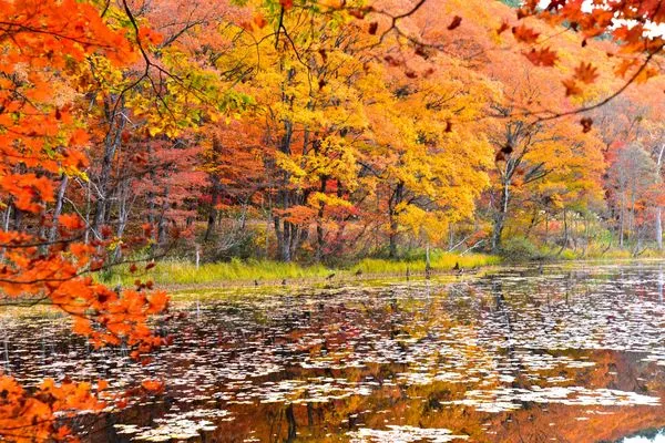 ▲▼矢之原濕原。（圖／photo AC）