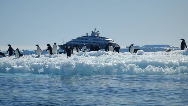 ▲元本旅遊今（3日）宣布，將於2027年三度包下「日月合朔 II 號」前往南極，旅客將尋訪地球上最大型的皇帝企鵝。（圖／元本旅遊提供）