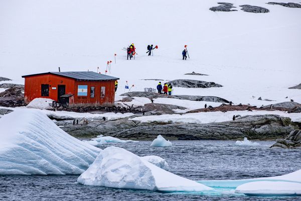 ▲元本旅遊今（3日）宣布，將於2027年三度包下「日月合朔 II 號」前往南極，旅客將尋訪地球上最大型的皇帝企鵝。（圖／元本旅遊提供）