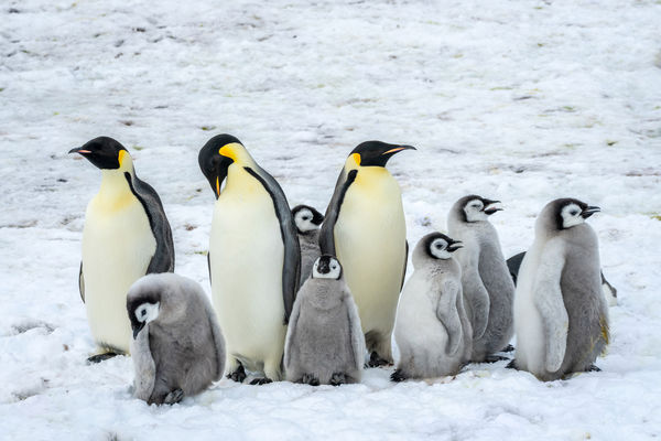 ▲元本旅遊今（3日）宣布，將於2027年三度包下「日月合朔 II 號」前往南極，旅客將尋訪地球上最大型的皇帝企鵝。（圖／元本旅遊提供）