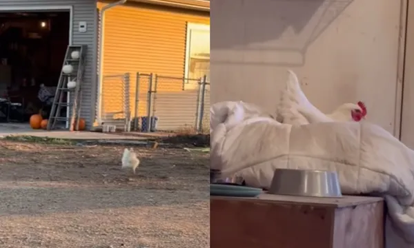 雞媽媽每天早上「飛奔到貓床下蛋」　網爆笑：想讓小雞當毛孩。（圖／翻攝自TikTok／chrizzybear）