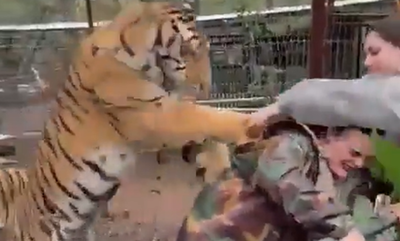 動物園老虎突猛撲「伸爪拉住女獸醫」　她死命抓欄杆抵抗畫面曝