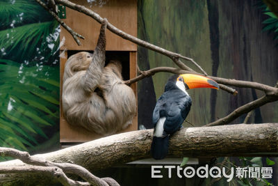 二趾樹懶、大巨嘴鳥「當室友」萌同框　老朋友隔欄叫囂