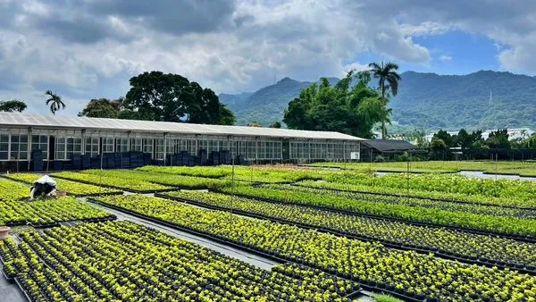 ▲新北即起開放免費苗木申請。（圖／新北市景觀處提供）