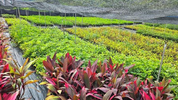 ▲新北即起開放免費苗木申請。（圖／新北市景觀處提供）