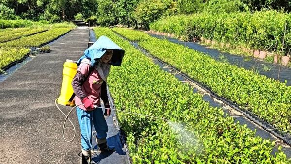 ▲新北即起開放免費苗木申請。（圖／新北市景觀處提供）