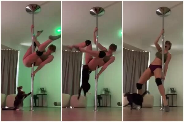 已經當媽的職業鋼管舞者史邦婷分享練舞時被家貓突襲的影片，吸引超過290萬觀看數。（翻攝自tiktok@stephbuntt）