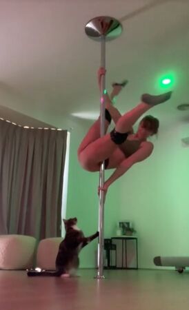 已經當媽的職業鋼管舞者史邦婷分享練舞時被家貓突襲的影片，吸引超過290萬觀看數。（翻攝自tiktok@stephbuntt）