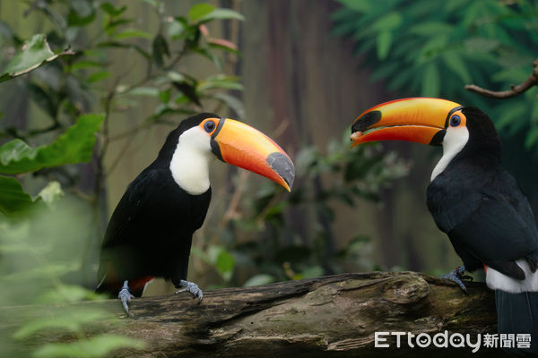 ▲大嘴鳥與樹懶同居。（圖／台北市立動物園提供）