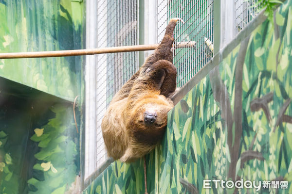 ▲大嘴鳥與樹懶同居。（圖／台北市立動物園提供）