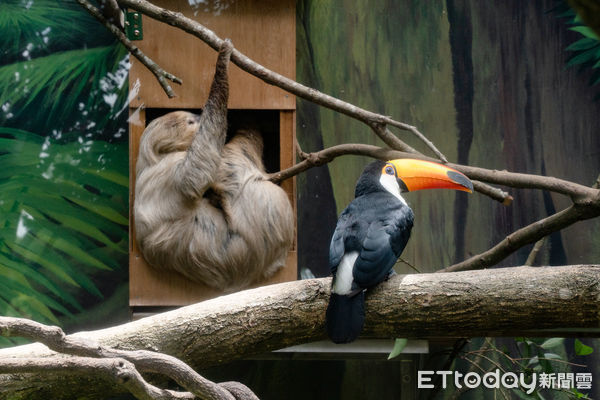 ▲大嘴鳥與樹懶同居。（圖／台北市立動物園提供）