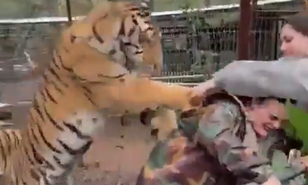 動物園老虎突猛撲「伸爪拉住女獸醫」　她死命抓欄杆抵抗畫面曝