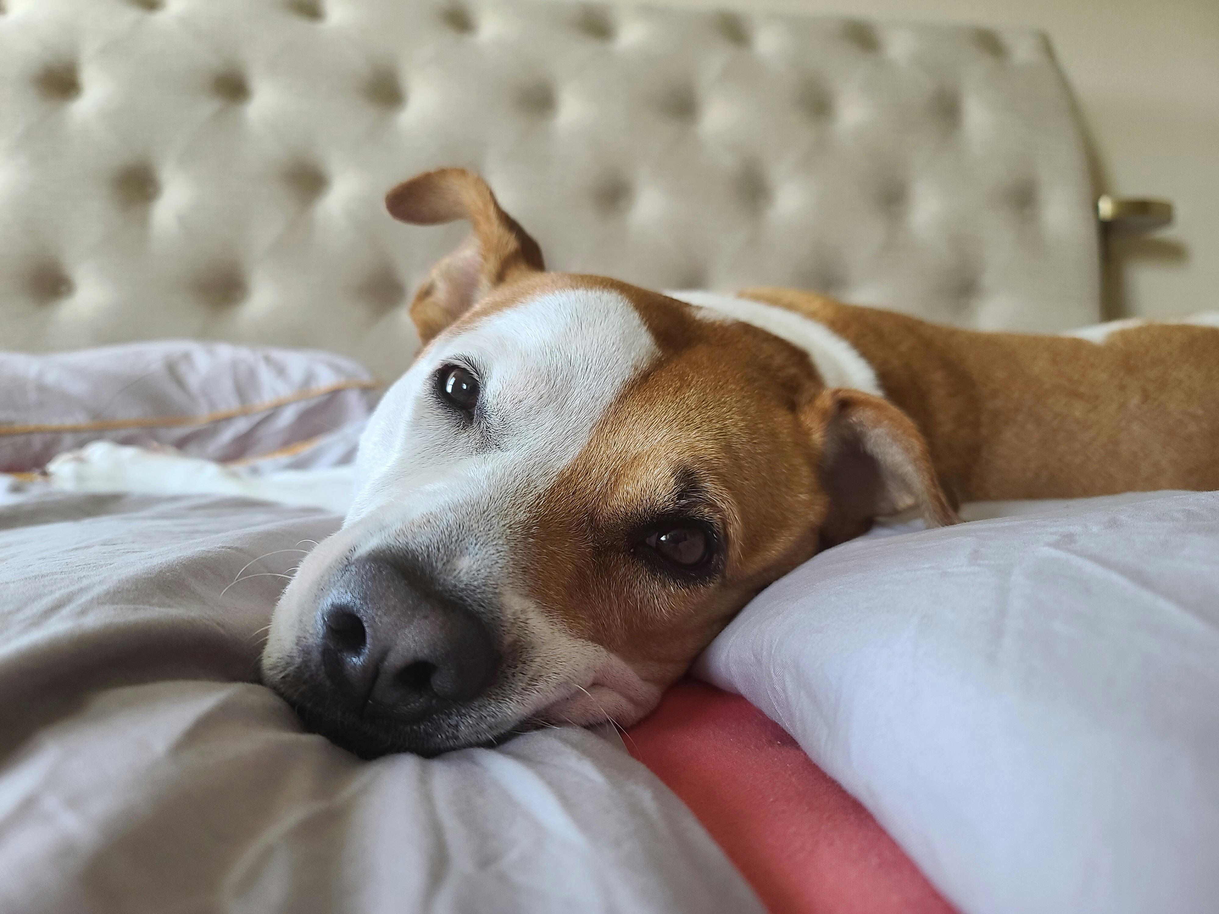 ▲▼ 狗狗,嗅覺,焦慮,行為,研究。（圖／Pexels）