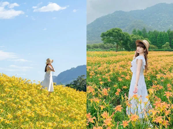 ▲▼盤點全台9大夢幻金針花海秘境。（圖／ReadyGo提供）