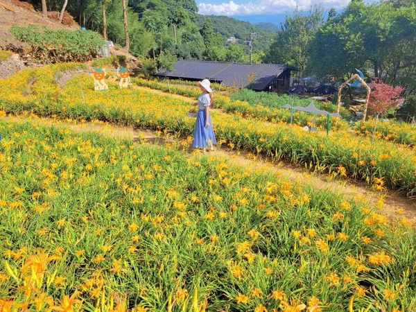 ▲▼盤點全台9大夢幻金針花海秘境。（圖／ReadyGo提供）