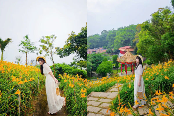 ▲▼盤點全台9大夢幻金針花海秘境。（圖／ReadyGo提供）