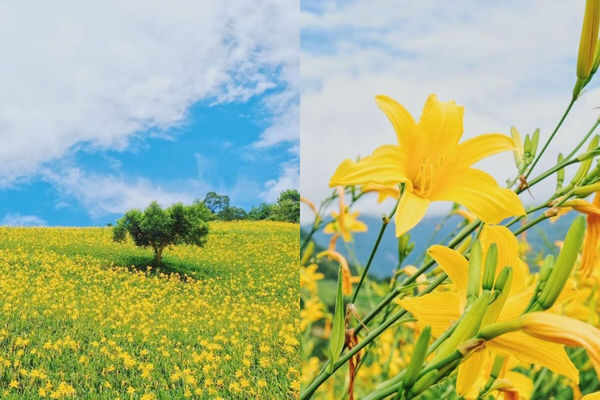 ▲▼盤點全台9大夢幻金針花海秘境。（圖／ReadyGo提供）