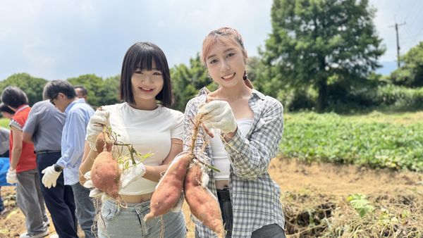 ▲萬里雙興高山地瓜 產量少價格漲仍搶手。（圖／新北市萬里區公所提供）