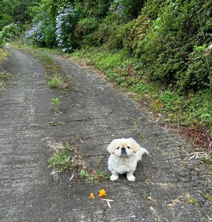 ▲。（圖／翻攝自X／@hao_kochi）